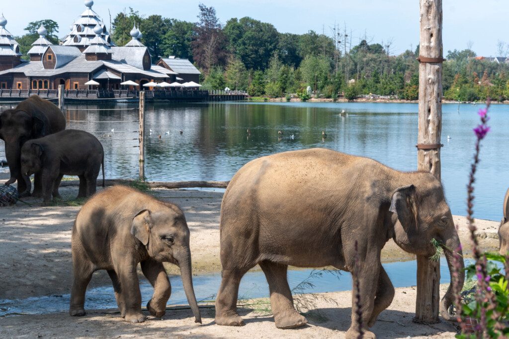 Pairi Daiza, un parc animalier immersif