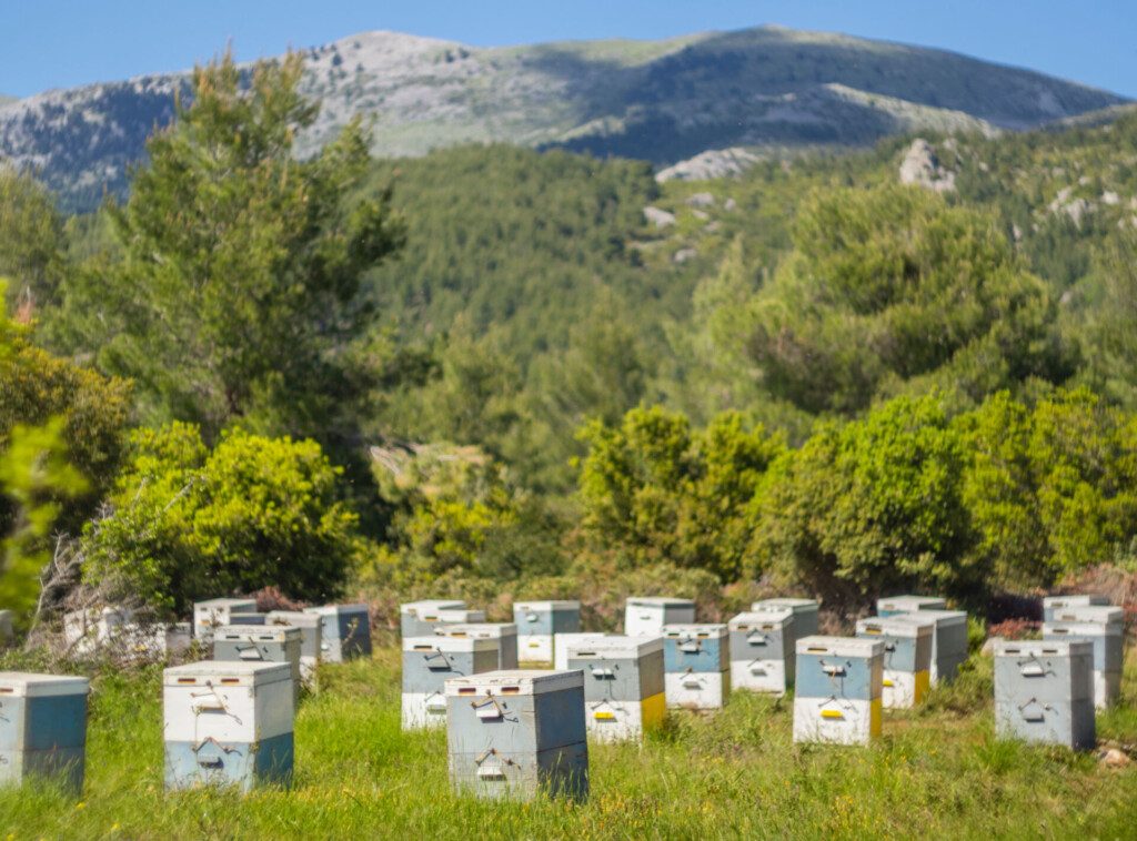 Ruches dans une forêt de pins sur l'île d'Eubée en Grèce