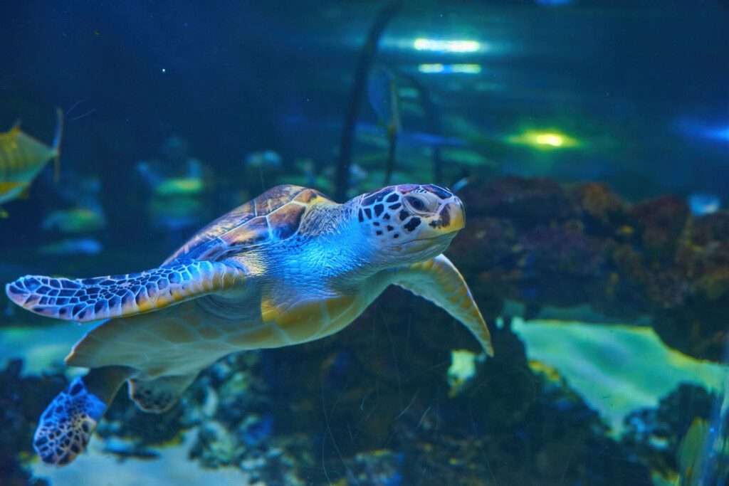 Tortue des mers - Aquarium de la Guadeloupe