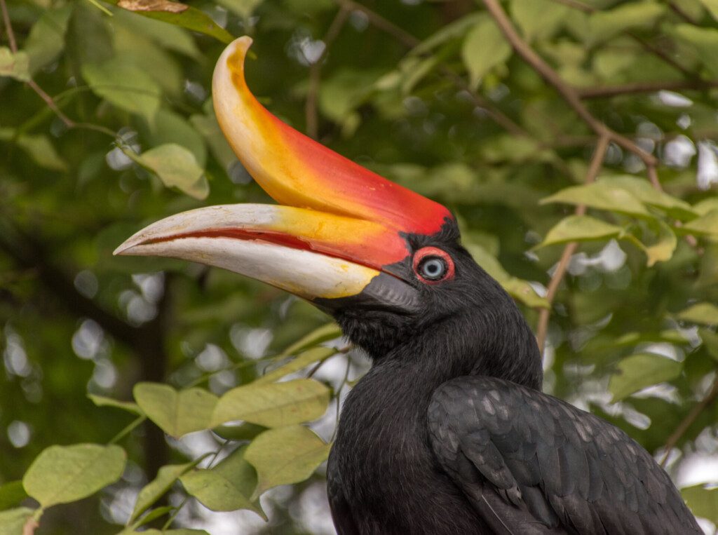 Calao rhinocéros au parc ornithologique KL Bird Park, Malaisie