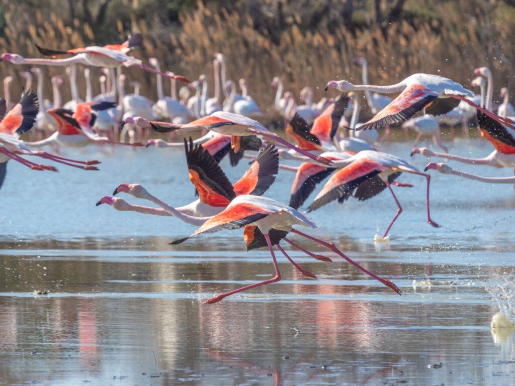 Envol de flamants roses au parc ornithologique du Pont de Gau vers Arles