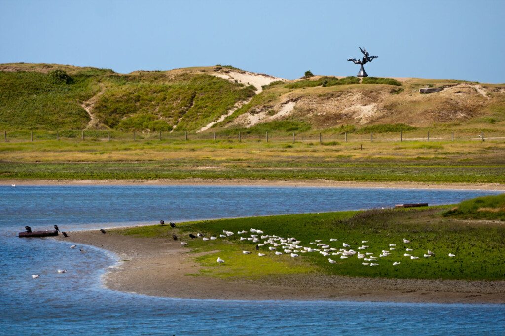 Le Parc naturel du Zwin, paradis des oiseaux