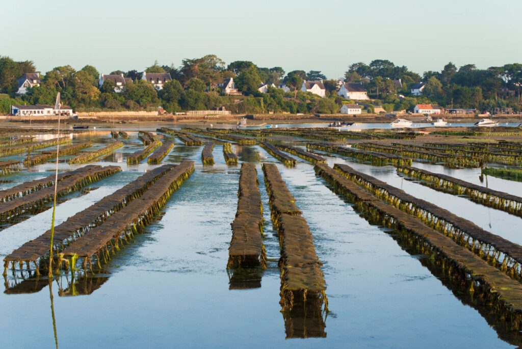 Parc à huitres dans le Golfe du Morbihan