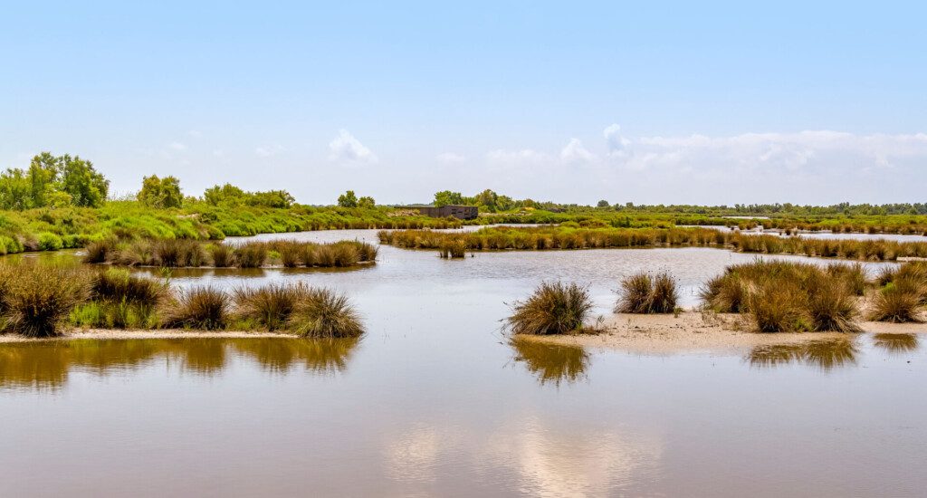 Parc naturel régional de Camargue autour d'Arles