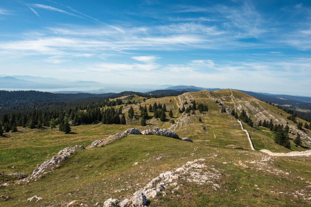 Pâturage au mont Tendre dans le Jura Vaudois, à proximité de Genève