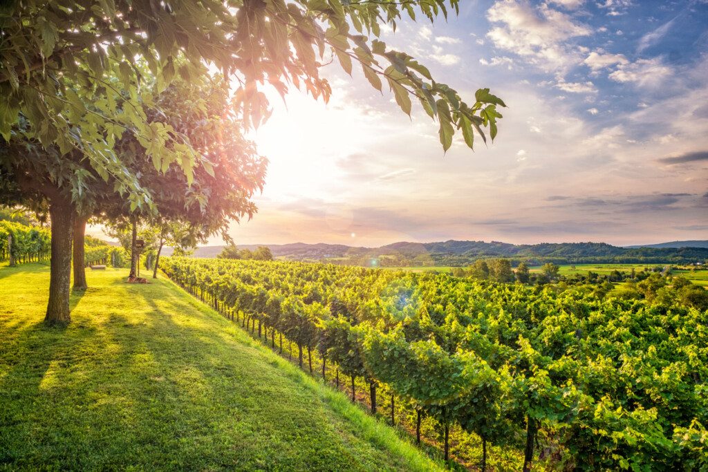 Vignoble slovène de la Vallée de Vipava