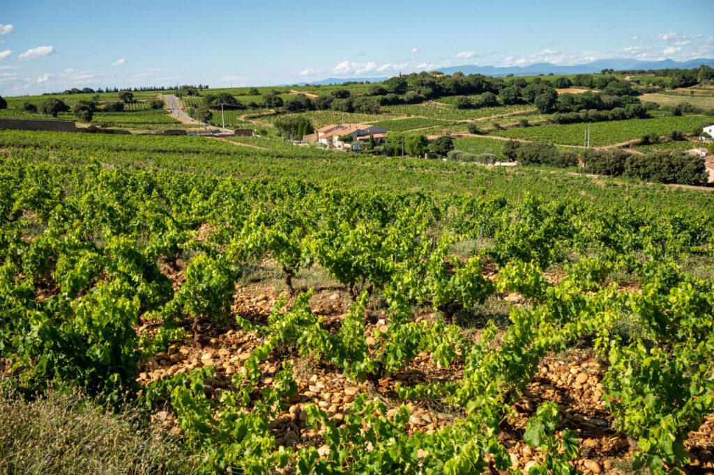 Vignobles à Châteauneuf-du-Pape