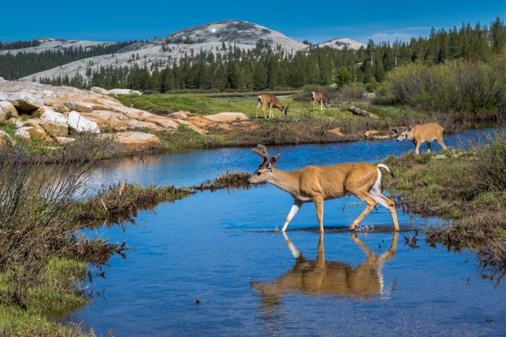 Cerf mulet à Tuolumne Meadows, Yosemite