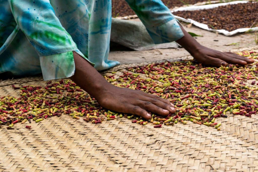 Clou de girofle séchant dans une plantation à Zanzibar