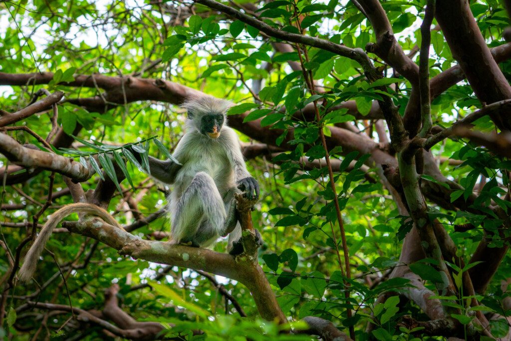 Le Colobe roux de Zanzibar dans la forêt de Jozani