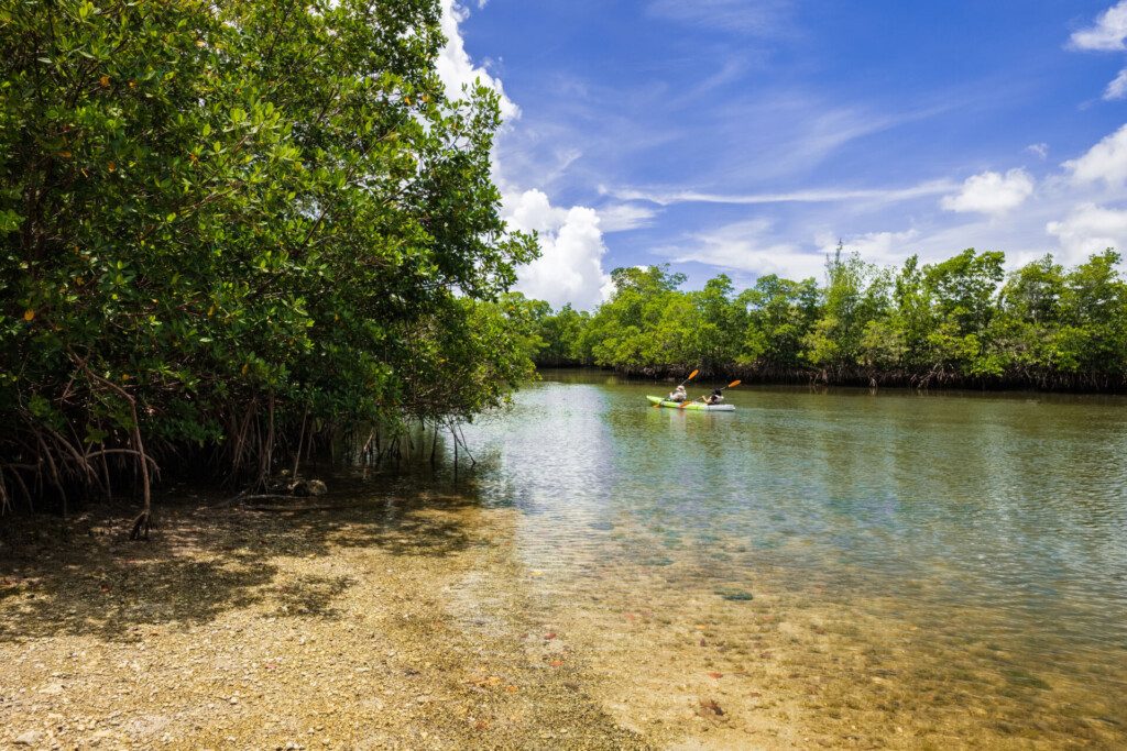 Kayak dans les mangroves de Miami, Oleta River State Park