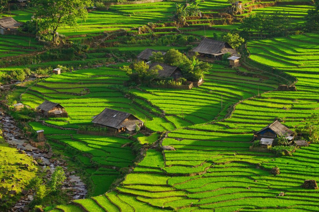 Les rizières en terrasse de Sapa, au nord du Vietnam