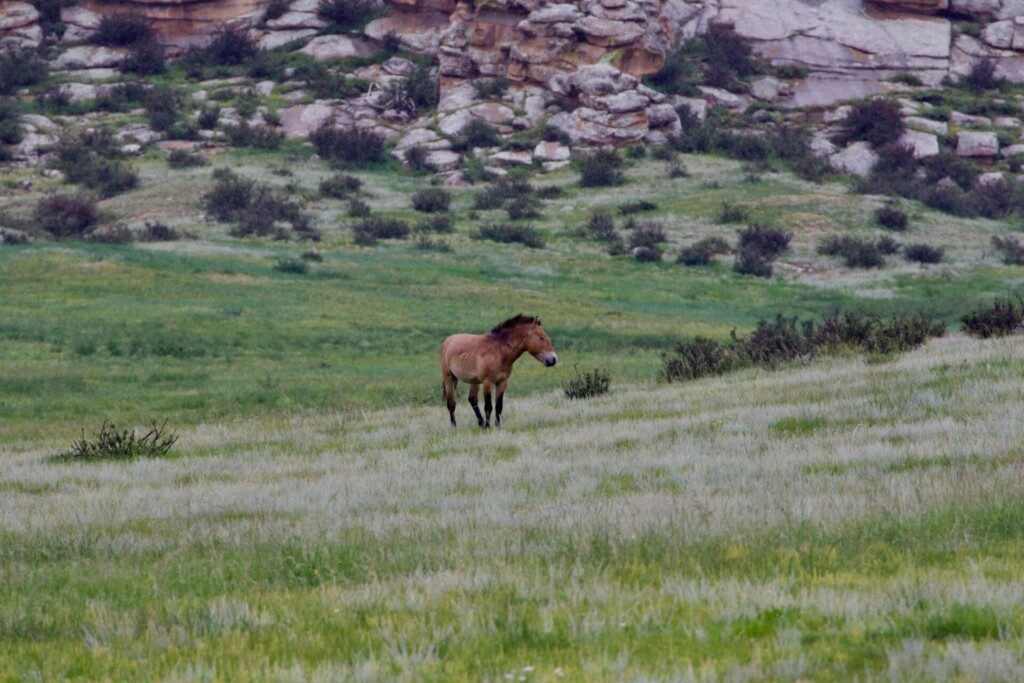 Cheval de Prezwalsky, le seul et unique cheval sauvage au monde (parc national de Hustai, Mongolie)