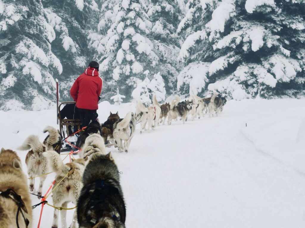 Chiens de traineau dans le Forez (département de la Loire - France)