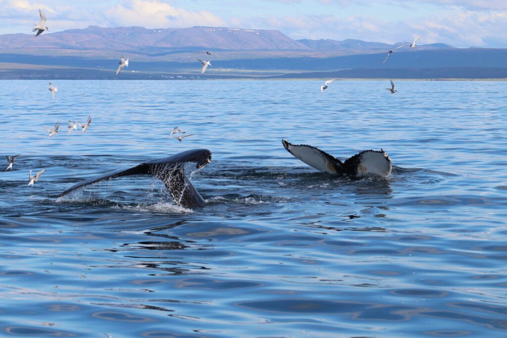 Couple de baleines dans un fjord en Islande