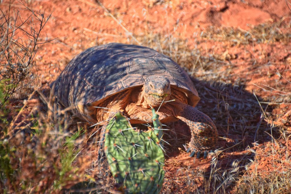 Tortue du désert de Mojave dans la réserve du désert de Red Cliffs à St George (Utah)