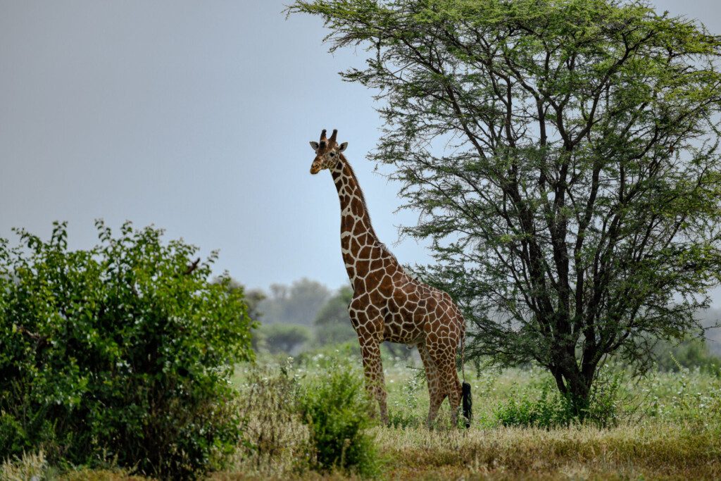 Girafe au Parc national de Meru (Kenya)