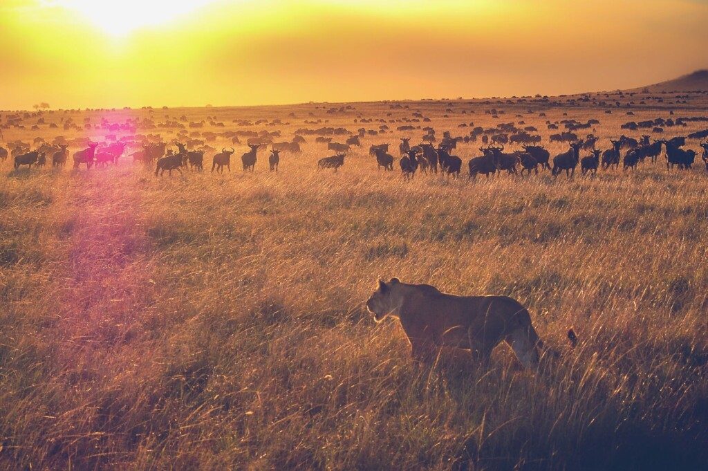 Kenya Réserve nationale du Masai Mara