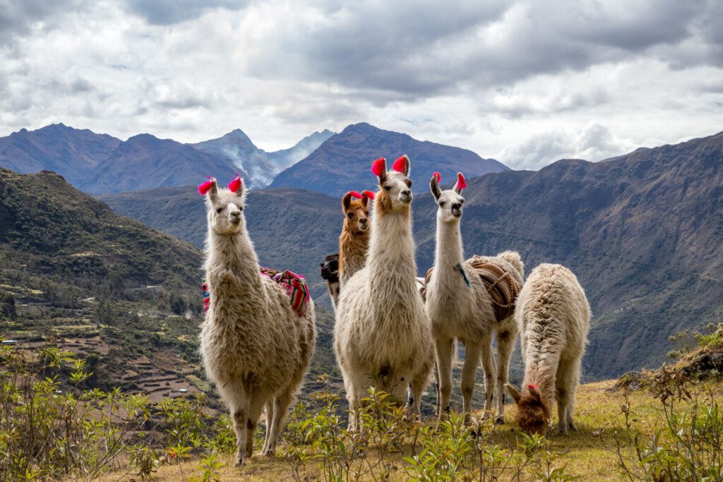 Lamas sur la route de trekking de Lares dans les Andes