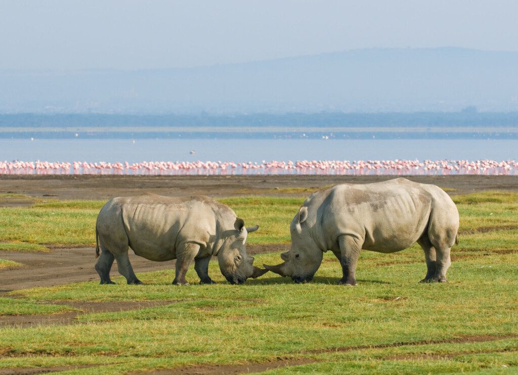 Rhinocéros et flamants roses au Parc national du lac Nakuru (Kenya)