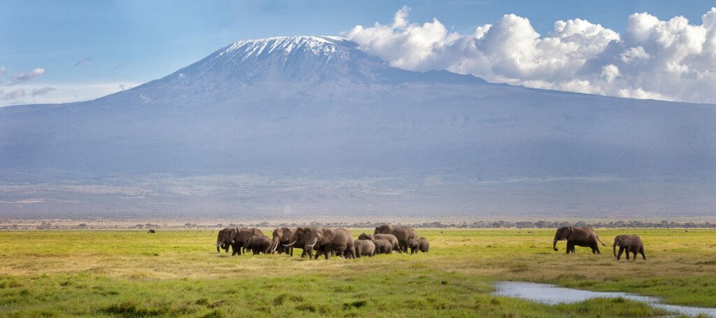 Troupeau d’éléphants à Amboseli avec le Kilimandjaro en fond