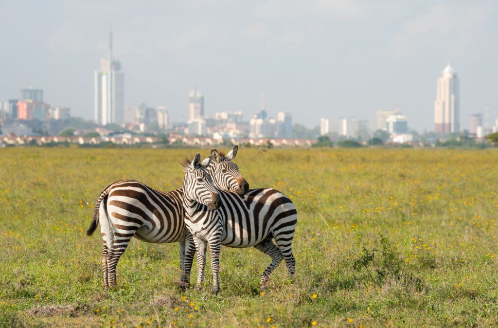 Zèbres dans le parc national de Nairobi avec la ville de Nairobi en arrière-plan