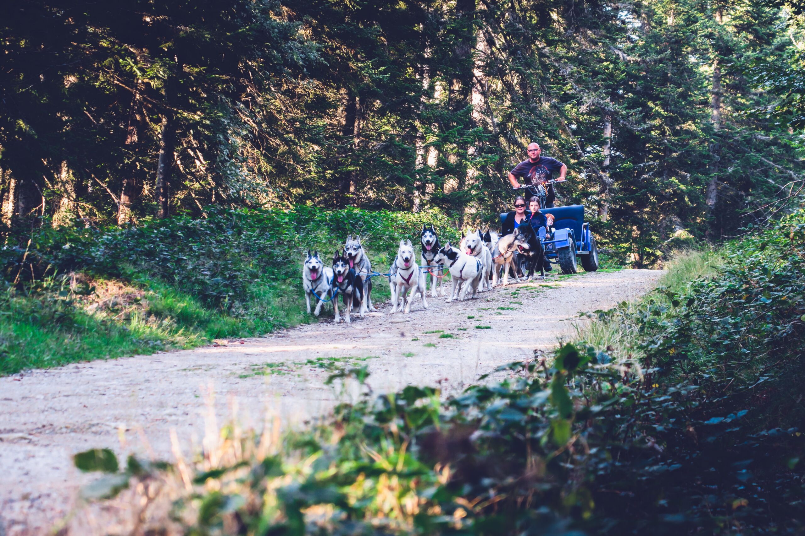 Cani-Kart et chiens de traineau dans les Monts du Pilat 1